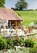 Blühende Pflanzen und Topfpflanzen auf der Terrasse eines Landhauses in Oxfordshire, England, UK