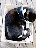 Cat sleeping curled up in a box Brittany France