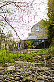 New shoots of spring on riverbank with 18th century Northumbrian mill house,UK
