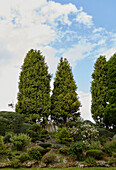 Immergrüne Bäume und Steingarten in einem Garten in Herefordshire, England, UK