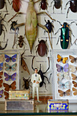Schmetterlings- und Käfersammlung mit Vorratsdosen in einem Haus in Chippenham, Wiltshire, UK