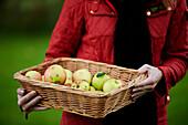 Woman holding basket of windfall apples