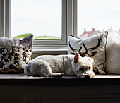 West Highland Terrier wartet auf der Fensterbank in einem Haus in Northumbria, UK