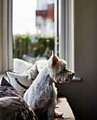 West Highland Terrier looking away in coastal Northumbrian home, UK