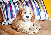 Puppy on leather sofa with cushion in South East London home, UK