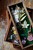 Sammlung von handgemachten Papierblättern und Käfern in Holzschubladen in einem Atelier in Gladestry an der Grenze zu Südwales