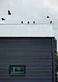 Vögel auf einem Wellblechdach in Sligo, Irland