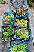 Edible leaves and flowers harvested at Old Lands kitchen garden Monmouthshire, UK