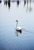 Single swan on Bedford river, UK