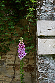 Einstieliger Fingerhut (Digitalis) vor alter Steinmauer in Oxfordshire, UK