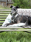 Hund sitzt auf einer Gartenbank