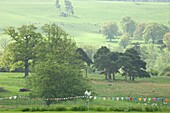 Green hill with trees and grass