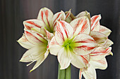 red and white amaryllis flower display