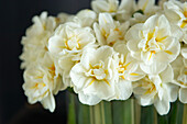 Detail of white and yellow flower