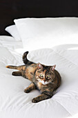 Katze liegt auf weißer Bettdecke im Haus in Sheffield, Berkshire County, Massachusetts, Vereinigte Staaten