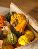 Box of assorted Pumpkins and squashes