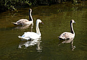 Three swans on river
