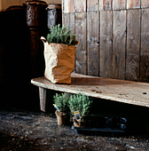 Rosemary herb waiting to be planted in a garden shed