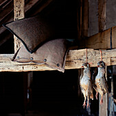 Two dead partridges hanging in an old wooden barn