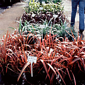 Rows of potted grasses in a garden centre