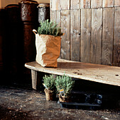 Rosemary herb waiting to be planted in a garden shed