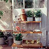 Open shelves displaying pot plants and garden ware in a period conservatory