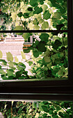 Blick aus einem Fenster mit überwuchertem Weinstock