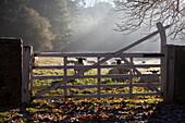 Herd of sheep in farmland behind closed gate, United Kingdom