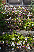 Flowering daisies on stone steps of Haslemere country house, Surrey, UK