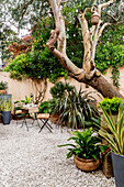 Subtropical plants with table and chairs in walled Devon courtyard