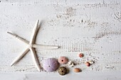 Starfish and seashells on white background, UK
