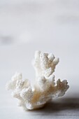 Textured piece of sea coral, UK