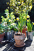 Narzissen im Frühlingssonnenlicht im Garten eines Hauses in Großbritannien