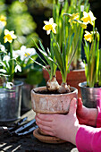 Junges Mädchen hebt Terrakotta-Blumentopf mit Frühlingszwiebeln im Garten in Großbritannien