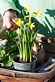 Woman holds trug of flowering narcissus in spring sunlight, UK