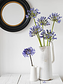 Floral Still life with blue Agapanthus stems in a two jugs on white tabletop (Flower of Love)