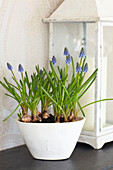 Blue houseplant and lantern in Kent home, England, UK