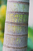 Patterned trunk of palm tree