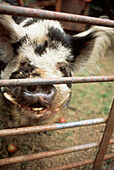 Black and white pig behind a gate in a farmyard