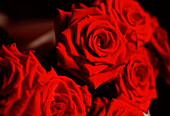 Blumenstrauß aus roten Rosen in voller Blüte