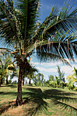 Karibischer Garten mit einer Kokosnusspalme, die ihren Schatten auf das Gras wirft