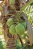 Grüne Kokosnüsse hängen an einer Palme