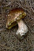 Penny bun fungi (Boletaceae)