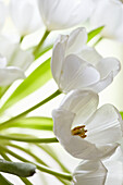 Detail von weißen Tulpen