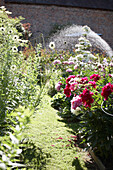 Established summer country garden