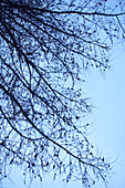 Tree branches in winter, Zermatt, Valais, Switzerland