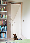Pet dog sitting in bedroom doorway with bookshelf in contemporary London home, England, UK