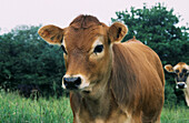 Close up of a young Jersey calf