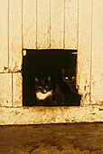 Zwei schwarze Katzen eingerahmt in einer Stalltür