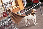 Dog outside a supermarket in Kuruman near the Tswalu Kalahari Game Reserve in South Africa